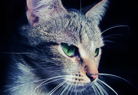 Cat Eyes - tabby, scary, cat, grey, eyes, green, glare, elegant