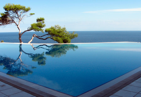 tree by the pool - nature, ocean, photography, tree, pool