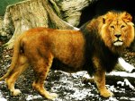 lion