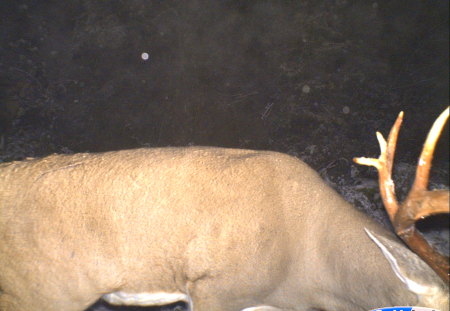 elk - big, and looking, feeding, breathing