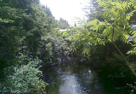 Peaceful day - trees, water, green, sky