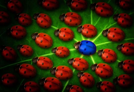 LADYBUG BLUE - hires, blue, ladybug, wallpaper