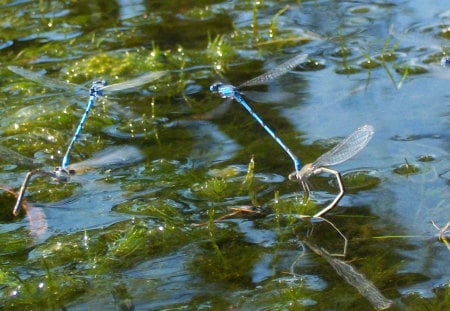 Azure Damsel Flies - water, blue, pond, flies, flying, damsel, azure, nature, fly