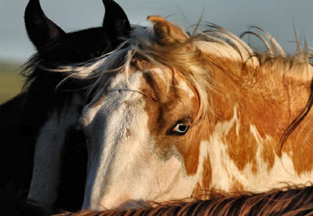 Wild Eye - Horse F - equine, farlow, animal, melissa farlow, horses, photography, photo, wildlife