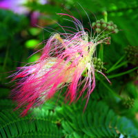 End Of Summer Mimosa Bloom