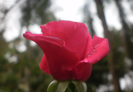 red beauty - red, flower, nature, mist