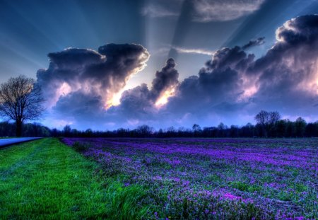 Divine Scenery ! - lavender fields, clouds, sunset, flowers, sunrays