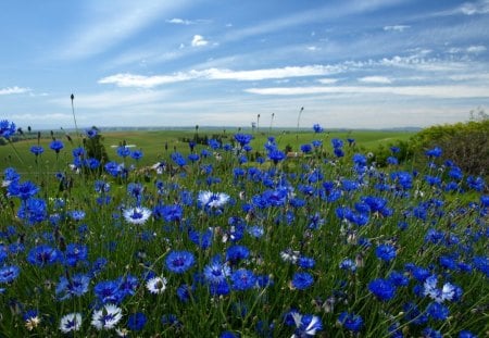 Blue and white wildflowers - blue and white, wildflowers, beautiful, sky