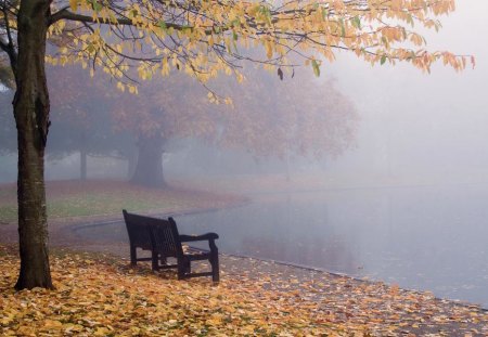 Solitude ! - autumn, foggy, bench, lake, tree, park