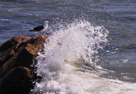 Be Defiant ... - defiant, gull, waves, crashing, rocks