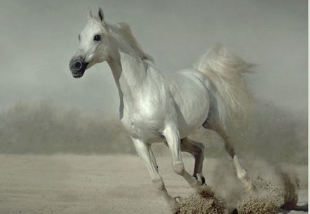 Ghost of desert - arabian, ghost, desert, horse, animals