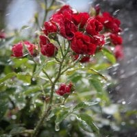 Roses Drenched in the Rain