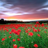 Pretty Poppy Field