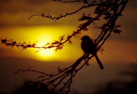 A Poetic Sunset - bird, branch, sunset, golden, poetic