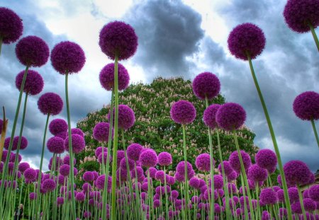 Purple Mania - flowers, field, purple, mania