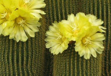 Flowering Cactii - cactii, yellow, desert, flowering