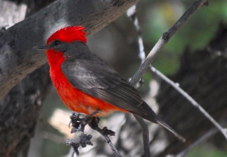 Vermillion Flycatcher - bird, flycatcher, vermillion, lovely