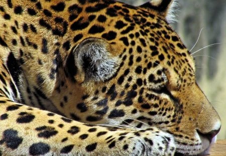 Leopard Dreams - magnificient, leopard, animal, dreams