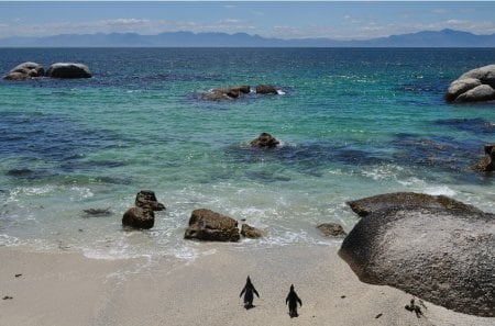 Twin Brothers - two, beach, penguins, sea, rocks