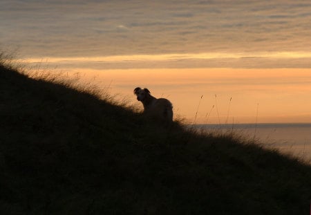 Late evening walk with Rafi - lurcher, saluki, dogs, animals