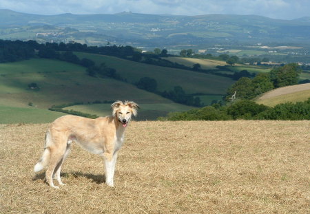 Rafi in field - lurcher, saluki, dogs, animals