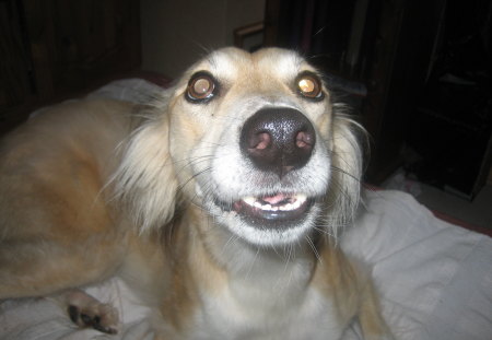 Nosy Rafi - lurcher, saluki, animals, dogs