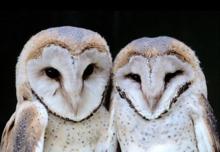 Not pretty but wise! - pretty, bird, birds, eyes, night, photo, animal, wisdom, two, owls, image, owl, wise, picture, wings, creatures, feathers, wall, animals, wallpaper