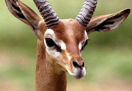 The other side of wild life - image, ears, side, eyes, photo, life, vegeterian, horns, photograph, animal, picture, wall, close up, wild, wallpaper