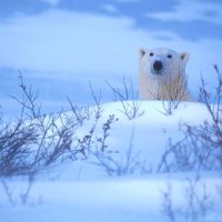 Polar bear