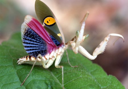 BLUE WING MANTIS - white, predator, wings, macro, insect, bug