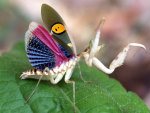 BLUE WING MANTIS