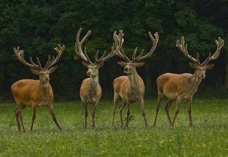 THE HERD - wildlife, brown, buck, animal, antlers, deer