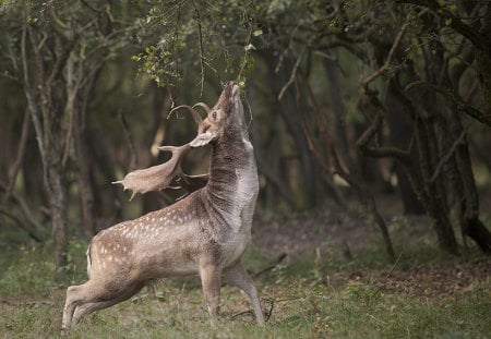 SETTING MARKERS - stag, buck, brown, forest, antlers, wildlife