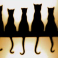 Felines in a row (for Jeri)