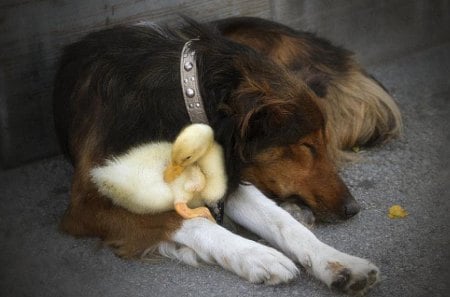 NAP TIME PALS - duck, furry, yellow, dog, feathers, baby