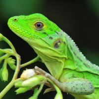 BRIGHT GREEN LIZARD