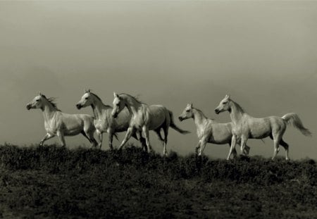 RUNNING FREE - equine, white, animal, running, horses, powerful