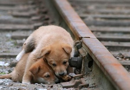 Orphans - cubs, animals, dogs, sweet, orphans, cute