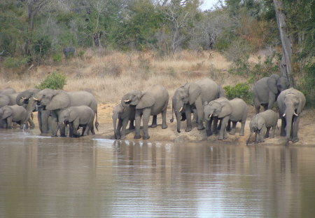 Elephant Family gathering - mothers and babies, gathering of the clan, lunch time, only half the herd