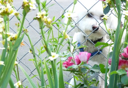 puppy - flowers, white, puppy, wire