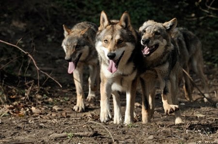 Three Wolves - nature, dogs, members, pack, animals, wolves