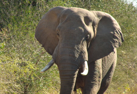 Elephant ready to charge - ears flapping, close shave, casual walk, startled by flash