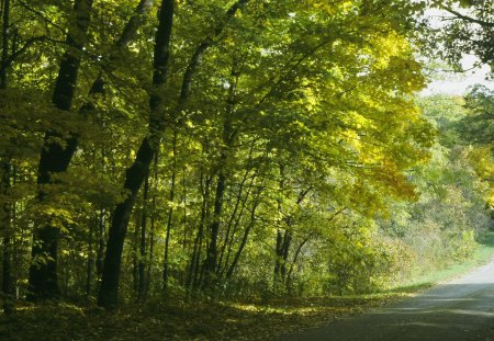 trees - nature, forest, green, summer, path