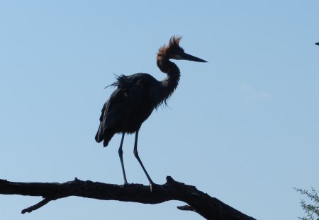 Goliath Heron - i can spot a fish even at this height, i am taller than you think, new hairstyle, great legs for wading