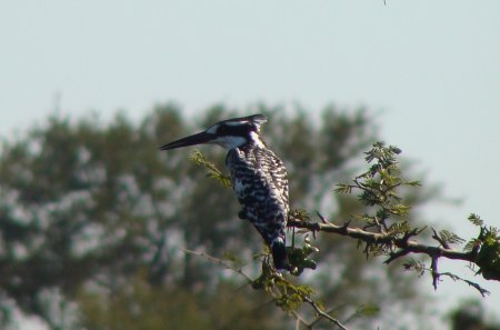 Pied Kingfisher - pied kingfisher, well camouflaged, always alert, gone fishing