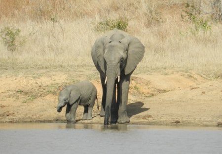 Elephant Mother and Baby - cute but deadly, lots of dry vegetation, do not come between us, this is how it is done