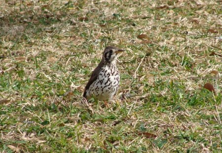 Groundscraper Thrush - inquisitive, not seen often, well spotted, good camouflage