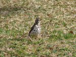 Groundscraper Thrush