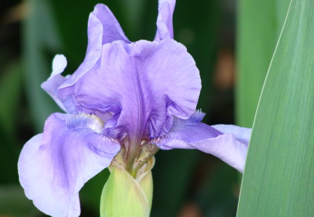 Blue Iris - single flower, detail of beard, iris, delicate bloom