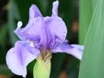 Blue Iris